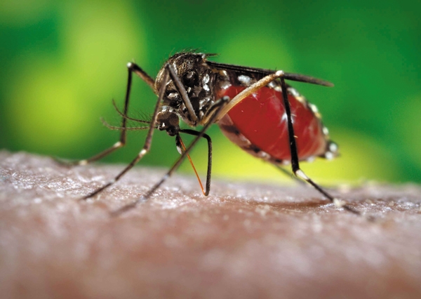 LAKOSSÁGI TÁJÉKOZTATÓ- Értesítés földi és légi szúnyoggyérítésrõl