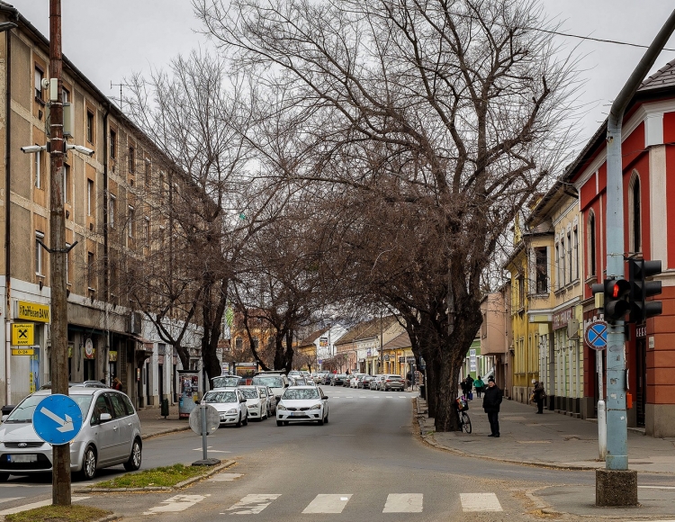 Szombaton rendbe teszik a Széchenyi utcai veszélyes fákat