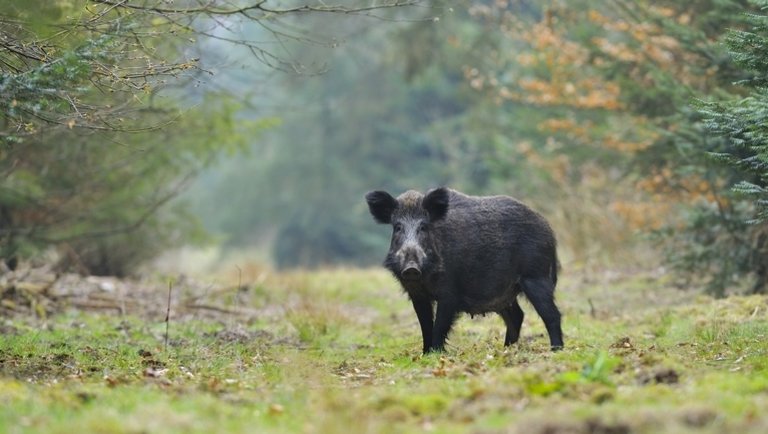 Tájékoztatás lőfegyveres vadelejtésről