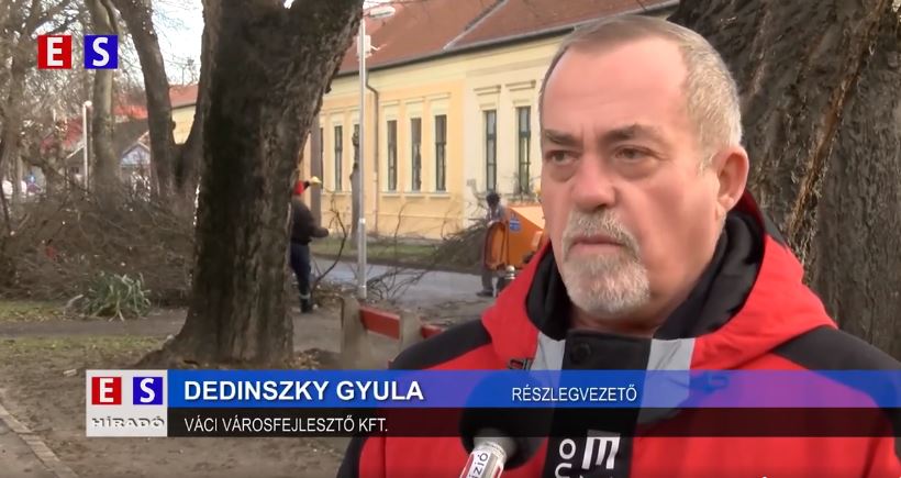 Ütemterv szerint halad a belvárosi fák visszametszése