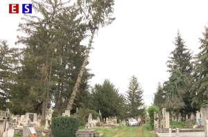 Alpin technikával vágják vissza a temetői fákat